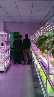 植物工廠高效生產技術交流會 e光農場站